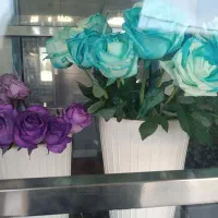حراج استثنایی گل رزهلندی ممتازفقط شاخه ای۴۰|گل و گیاه طبیعی|برازجان, |دیوار