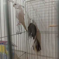 یک جفت عروس هلندی باقفس نروایت فیس وسخنگوورام|پرنده|تهران, تهرانسر شمالی|دیوار