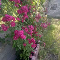 فروش باغ  ۱۵۴۰ متری وخانه باغ در عجبشیر|فروش خانه و ویلا|بناب, |دیوار