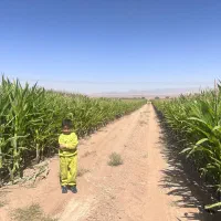 ذرت علوفه ای