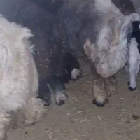 فروش ۴راس بره پروار