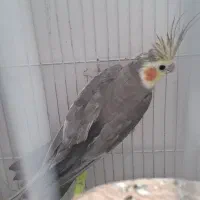 جفت عروس هلندی خوب بشرط