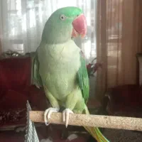 شاه طوطی رام ودستی|پرنده|خرمدره, |دیوار