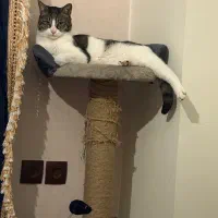 گربه نر|گربه|پردیس, فاز ۲|دیوار