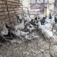 مرغ لری پنگونی|حیوانات مزرعه|پیر بکران, |دیوار