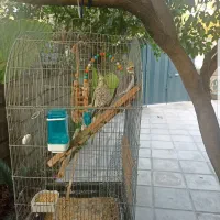 عروس هلندی جفت