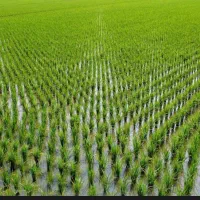 مزرعه کشاورزی کلیمان۲۴۰۰ متر