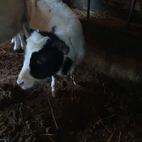 گاو شیری|حیوانات مزرعه|هیر, |دیوار