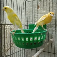 جفت قناری مولد