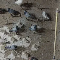 کفتر فروشی ۴۰تا جوانه سبز آلمانی