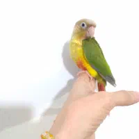 جوجه گرینچیک 2 ماهه