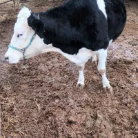 گاو سیمنتال دومنظوره درجه یک|حیوانات مزرعه|بجنورد, |دیوار