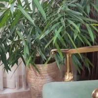 گلهای آپارتمانی فوق العاده زیبا و سرحال|گل و گیاه طبیعی|شیروان (خراسان), |دیوار