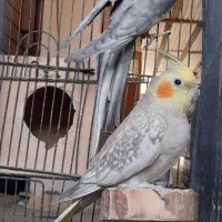 عروس هلندی