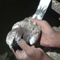 کفتر|پرنده|گلپایگان, |دیوار