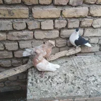 دم سفید ماده جوجه کله زرد|پرنده|مشهد, نیروی هوایی|دیوار