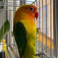 کوتوله برزیلی فیشر اوپلاین