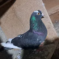 کبوترهای زیبا هم زمینی هم هوایی|پرنده|سرخنکلاته, |دیوار