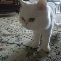 واگذاری گربه