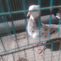 نر سرور معاوضه