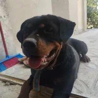 ماده گمشده.|حیوانات|کازرون, |دیوار