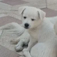 چند تا سگ معاوضه|سگ|کوار, |دیوار