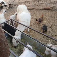 سلام فروش یک راس میش زیل