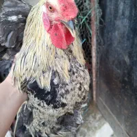 فروش خروس زنده