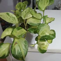 انواع گل|گل و گیاه طبیعی|تالش, هشتپر|دیوار