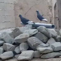 یک‌ جفت‌ پلنگ‌