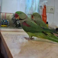 جفت شاه طوطی بالغ