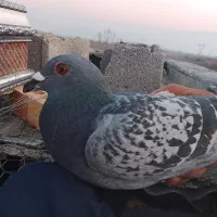 کبوتر مسافتی|پرنده|تاتار علیا, |دیوار