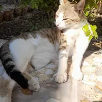 گربه گمشده