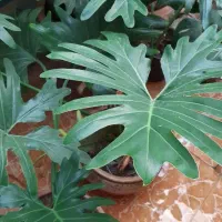 گل برگ انجیری|گل و گیاه طبیعی|کرچمبو, |دیوار