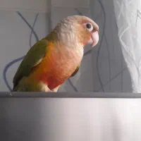 طوطی گرینچیک گم شده در بومهن