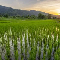 پودر شوینده حراج  ،برنج هاشمی،دمسیاه گیلان