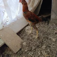 خروس لاری جوان