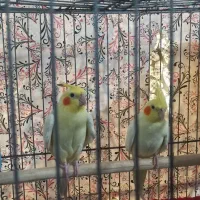 عروس هلندی لوتینو مولد|پرنده|بندرلنگه, |دیوار