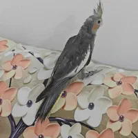 عروس هلندی سره لاک|پرنده|قم, نیروگاه|دیوار