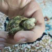 لاک