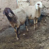 ‌ ۲عدد میش،درگ جوان ۴ماه آبستن مایه دار فروشی