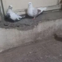 کبوتر نباتی دمی درجه۱