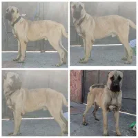 سگ عالی|سگ|باسمنج, |دیوار