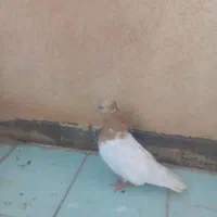 کفترسینه ای|پرنده|قم, یزدان‌شهر|دیوار