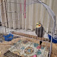 عروس هلندی