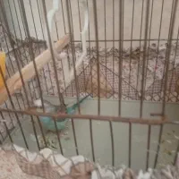 مرغ عشق دستی