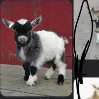 7راس کهره نر