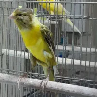 قناری|پرنده|خرمدره, |دیوار