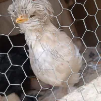 دو عدد نیمچه سلطان|حیوانات مزرعه|مبارکه, |دیوار