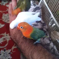 جوجه سرلاکی هلندی کوتوله و دستی نزدیک دانه خور